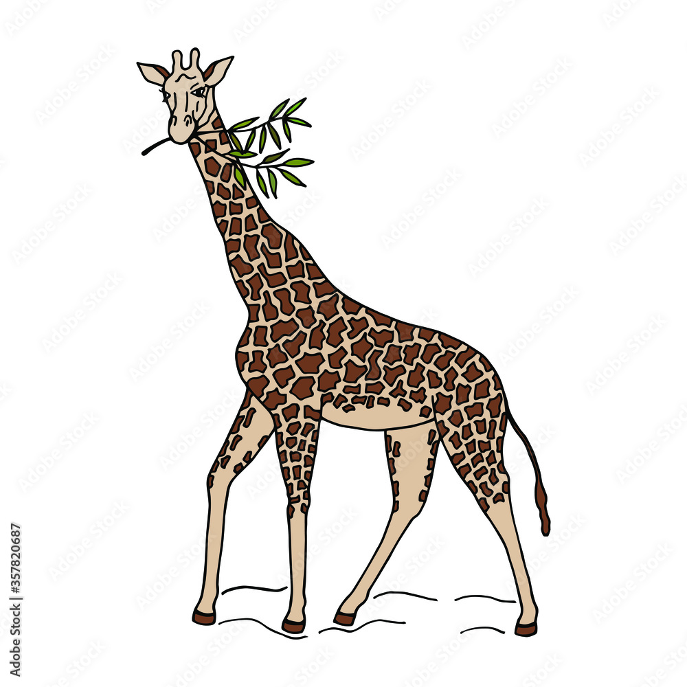 Fototapeta premium Giraffe. hand-drawn on a white background, vector stock illustration eps10. 