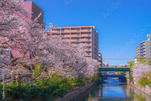 帷子川の満開の桜と街並み
