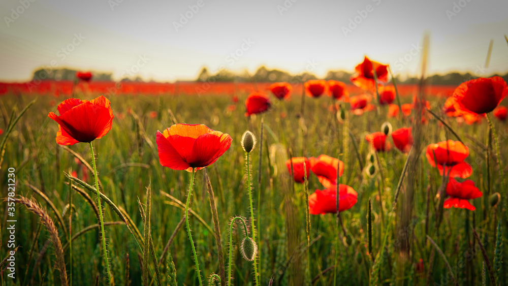 Fototapeta premium Poppy field near Leipzig