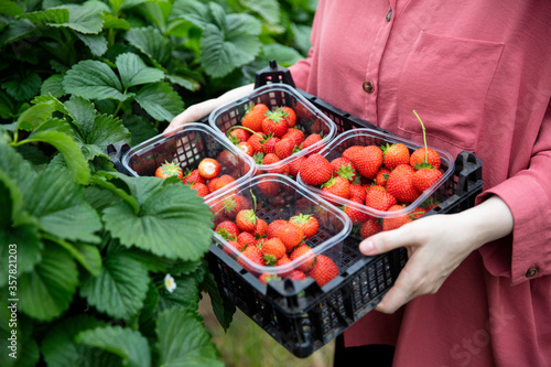 A woman holding a crate with punnets of freshly picked strawberries photo