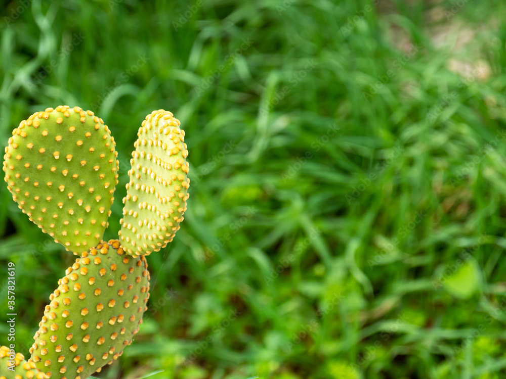Large cactus in a garden. Selective focus. Large cactus in a garden. Selective focus.