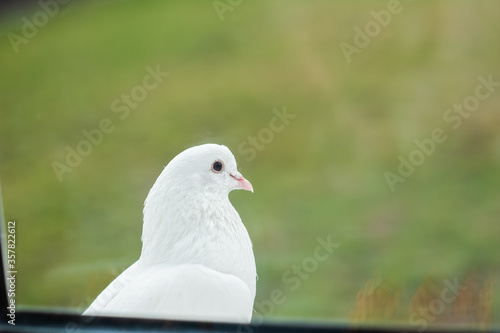 White dove sits on a windowsill outside the window on a background of green grass © Kiryakova Anna
