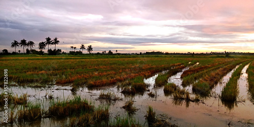 Evening atmosphere of rice fields after harvest