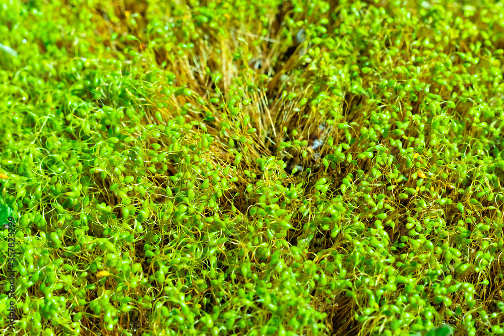 Forest green moss microgreen after summer rain background