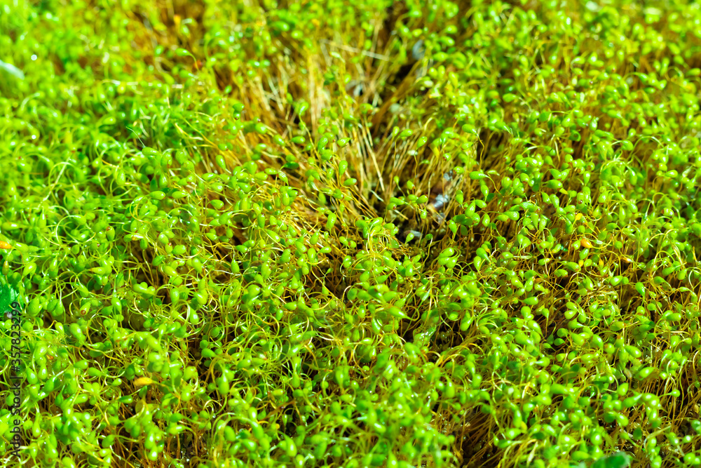 Forest green moss microgreen after summer rain background Forest green moss microgreen after summer rain background