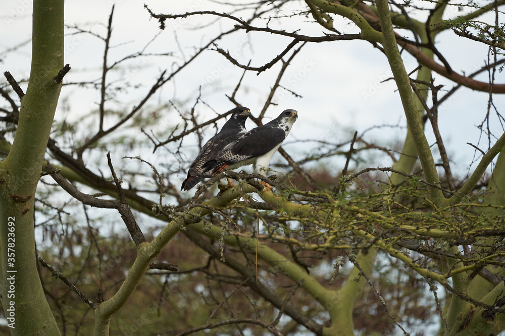 Augur buzzard Couple Buteo augurarge African bird of prey with catch eastern green mamba Dendroaspis angusticeps highly venomous snake Augur buzzard Couple Buteo augurarge African bird of prey with catch eastern green mamba Dendroaspis angusticeps highly venomous snake