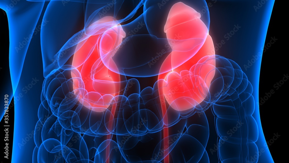 Urinary System Rq Human Urinary System Kidneys with Bladder Anatomy Stock Illustration ...