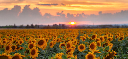 Agricultural summer landscape with sunflowers field and sky