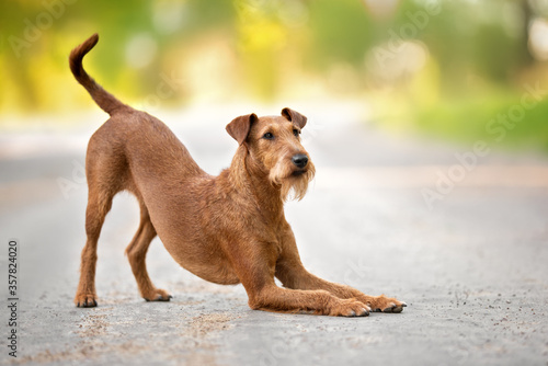 Valokuva irish terrier dog bows down outdoors in summer