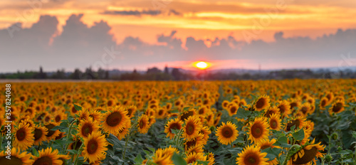 Fototapeta Naklejka Na Ścianę i Meble -  Agricultural summer landscape with sunflowers field and sky