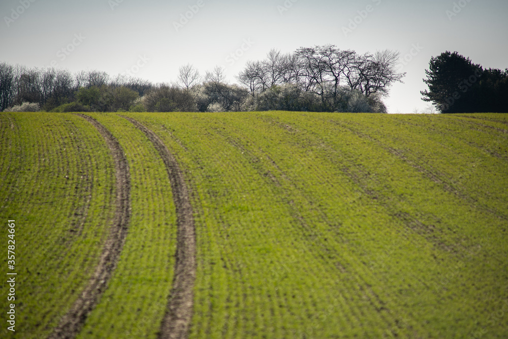 Field furrows make a curve up the hill in a field with young plants.