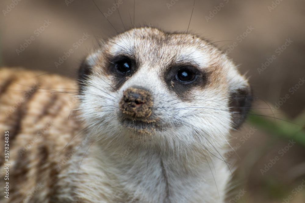 Close up of a meerkat in an animal park in Germany Close up of a meerkat in an animal park in Germany