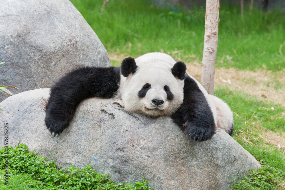 Adorable giant panda bear sleeping on rock Adorable giant panda bear sleeping on rock