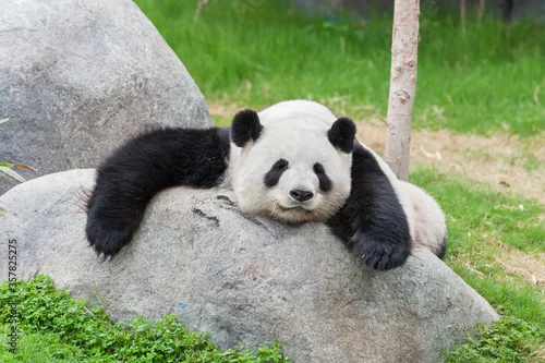 Obraz Adorable giant panda bear sleeping on rock