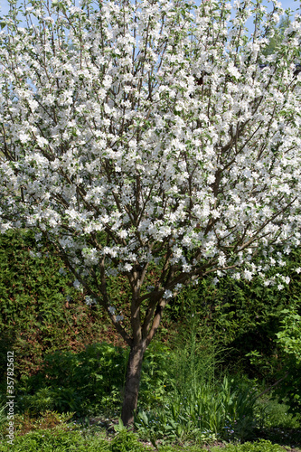 Apple tree blossoms