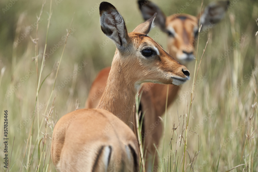 Impala Group Impalas Antelope Portrait Africa Safari Impala Group Impalas Antelope Portrait Africa Safari