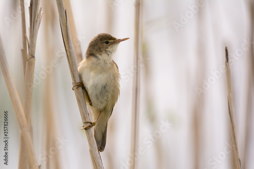 Beautiful great reed-warbler bird sits on a reed