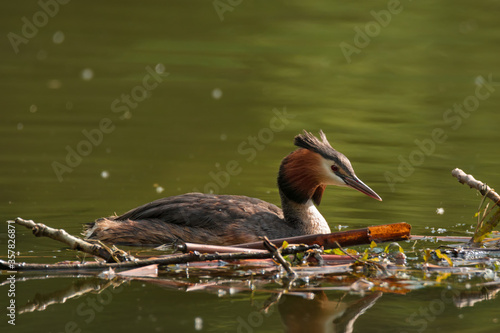 Waterfowl bird of great crested grebe on the lake photo