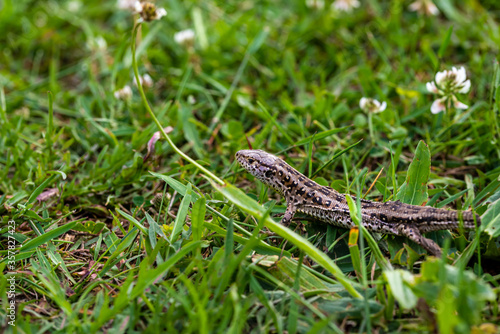 Jaszczurka zwinka na zielonej trawie