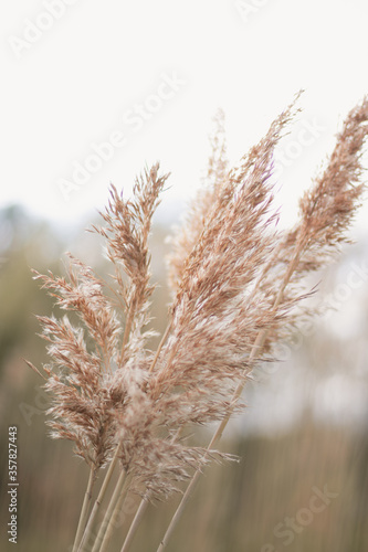 autumn dry grass beige sedge selested focus