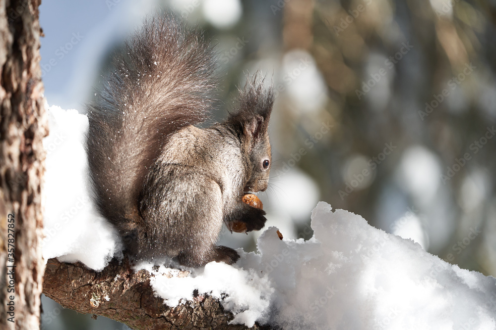 Eurasian brown red Squirrel Sciurus vulgaris Cute Snow Nut