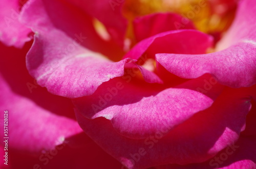 Close-up of beautiful pink rose flower. Macro. Inside of flower. Isolated.