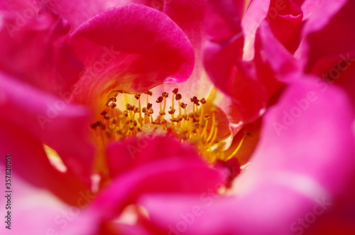 Close-up of beautiful pink rose flower. Macro. Inside of flower. Isolated.