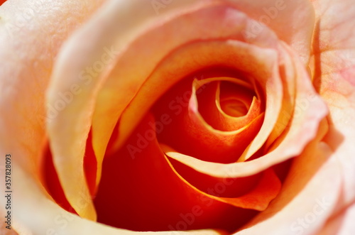 Macro of beautiful light orange rose flower. Rose blossom. Standalone. Close-up. Isolated.