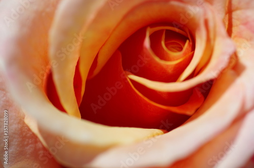 Macro of beautiful light orange rose flower. Rose blossom. Standalone. Close-up. Isolated.
