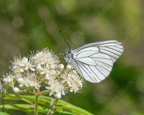 Black-veined white butterfly (Aporia crataegi) feeding nectar on a rowan flower