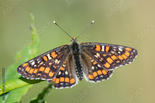 Endangered and protected Scarce fritillary  Euphydryas maturna  resting on fern