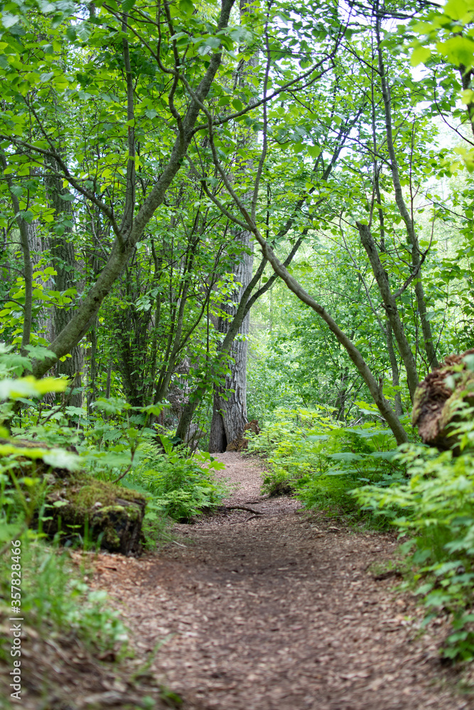 South Fork Falls Trail dressed in green South Fork Falls Trail dressed in green
