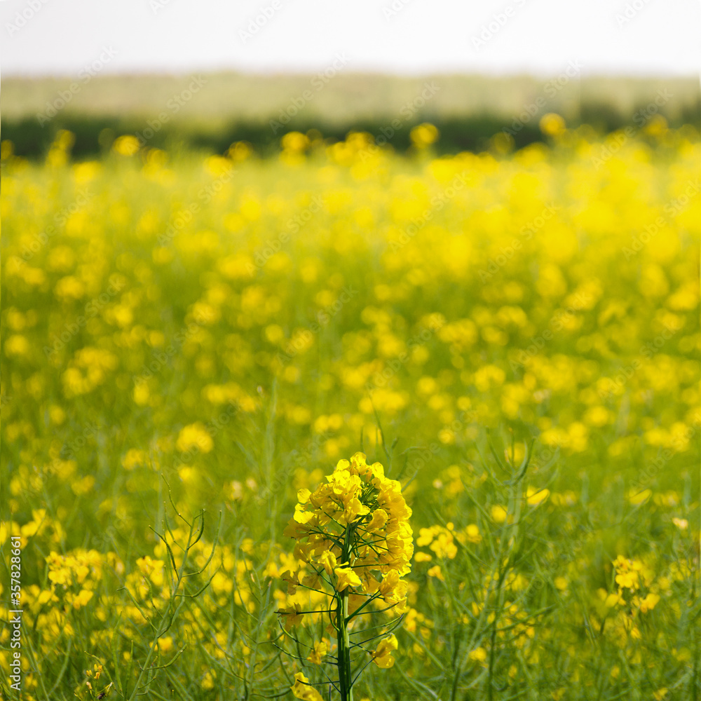 Obraz premium Yellow flower on a background.