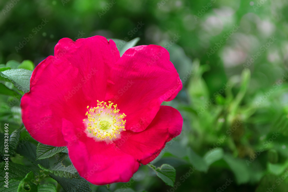 Bush roses on a background Bush roses on a background