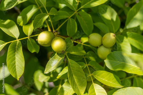 Fresh unripe walnuts hanging on a tree.