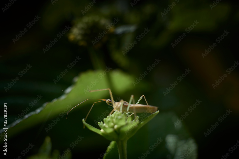 Fototapeta premium small leaf footed stink bug