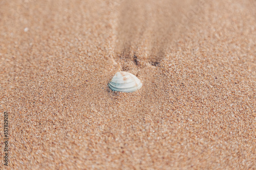 White shell on sand beach