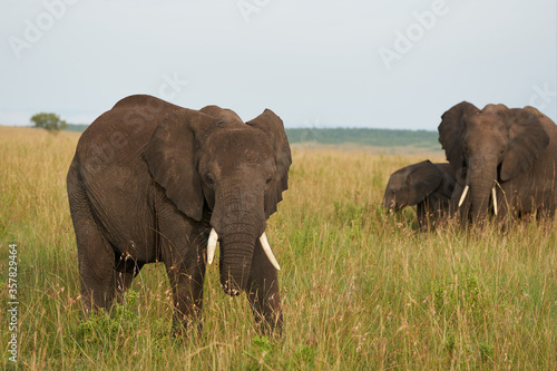 Elephant Baby Amboseli - Big Five Safari -Baby African bush elephant Loxodonta africana