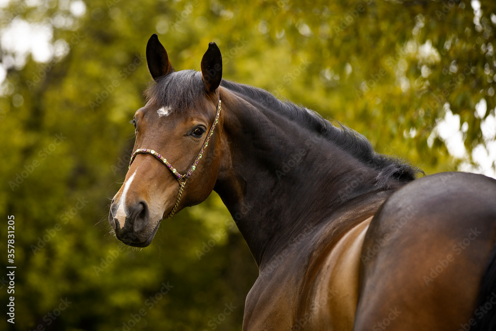 Fototapeta premium Portret brązowej klaczy rasy holsztyńskiej z kantarem przed zielonymi liśćmi