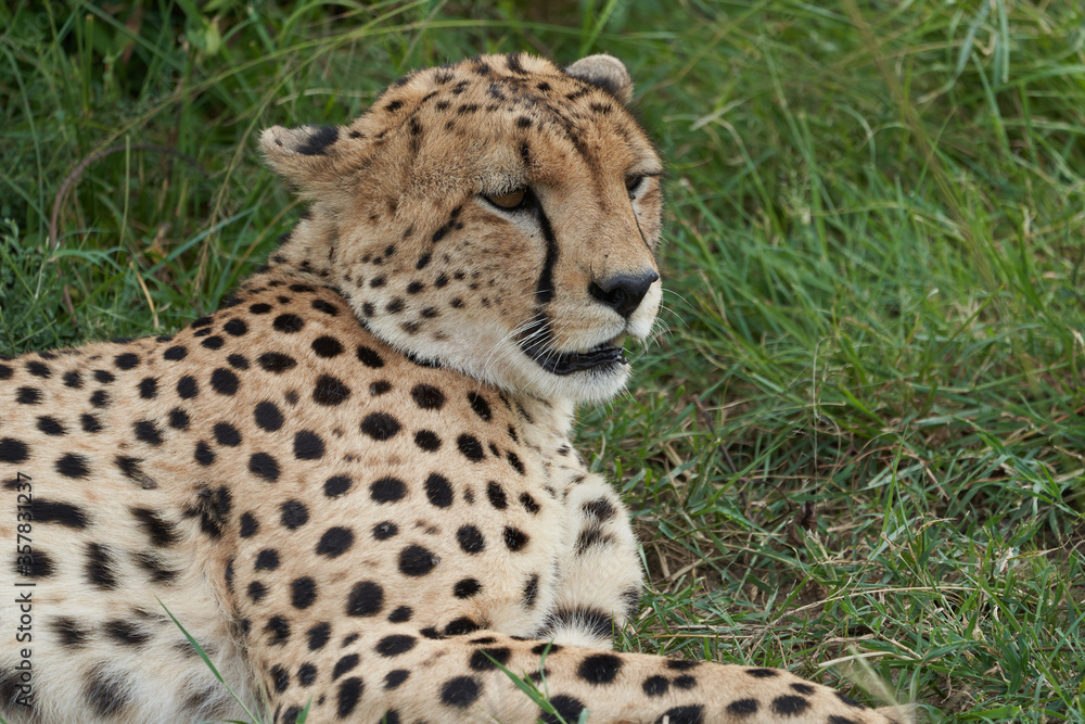 Cheetah Brothers Africa Safari Masai Mara Portrait Cheetah Brothers Africa Safari Masai Mara Portrait