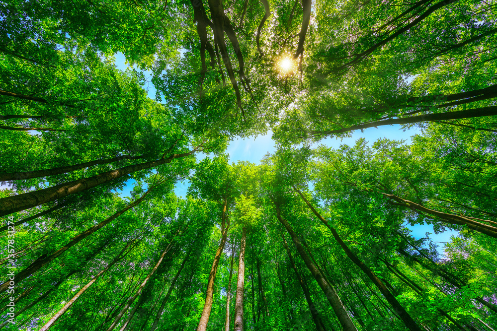 Beautiful nature at morning in the misty spring forest with sun Beautiful nature at morning in the misty spring forest with sun