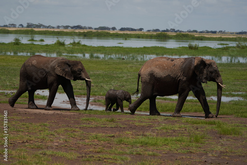 Elephant Baby Amboseli - Big Five Safari -Baby African bush elephant Loxodonta africana