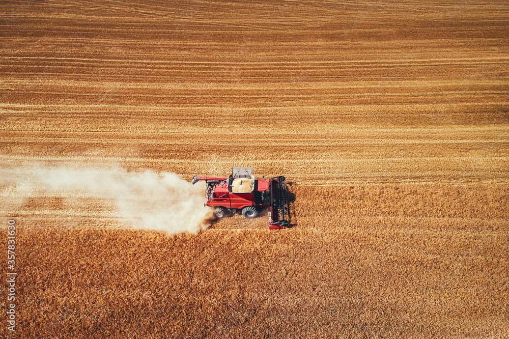 Fototapeta premium Combine harvester agriculture machine harvesting golden ripe wheat field