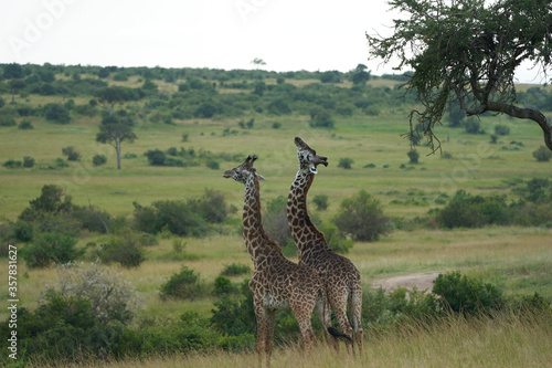 Giraffe Africa Giraffa Safari Big Five Africa