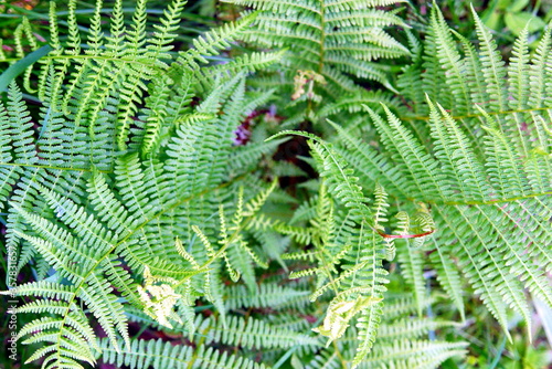 fern leaves in the forest close up