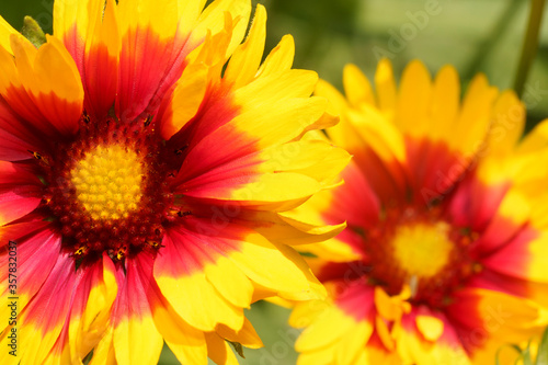 Gaillardia flowers in the garden close-up.  Common name blanket flower.