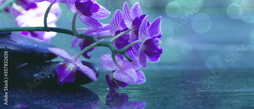 Photography Pink orchids and black spa stones .Wellness background.