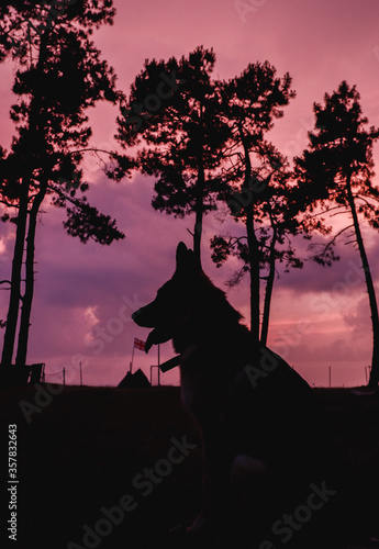 Silhouette of a German shepherd on the background of the pink sunset. Silhouette of a dog.