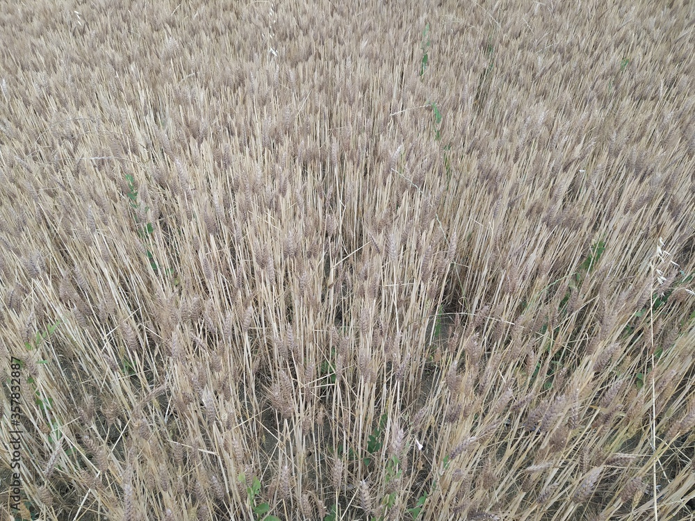 Fototapeta premium Grano duro