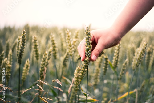 Getreidefeld mit Kinderhand